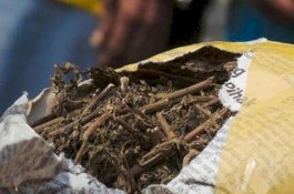 Bersih-Bersih Bekas Banjir, Warga Temukan Puluhan Kilogram Ganja