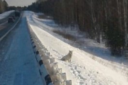 Kesedihan Anjing yang Dibuang Pemiliknya, Menunggu di Pinggir Jalan Sejak 3 Bulan