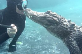 Lihat! Aksi Berani Penyelam Cium Hidung Buaya di Dalam Air