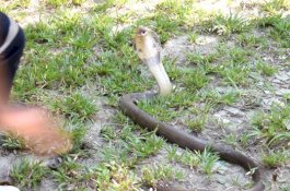 King Kobra Muncul dari Mesin Cuci, Pria Ini Kabur dari Rumah Hampir Telanjang