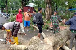 Pohon Tumbang di Malino, Tiga Warga Gowa Jadi Korban