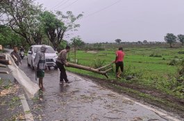 Pohon Besar Ikut Tumbang di Jeneponto, Pengendara Selamat