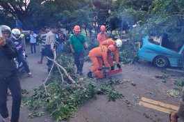 Pohon Tumbang Timpa Mobil Petepete di Sudiang