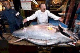 Pengusaha Sushi Beli Seekor Ikan Tuna Seharga Hampir Rp25 Miliar