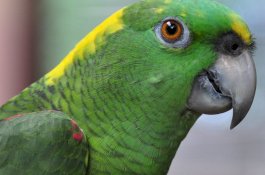 Tetangga Panggil Polisi Saat Dengar Jeritan Tolong, Rupanya Suara Beo