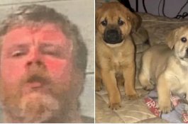 Pria ini Akui Kuliti 4 Anjing Tetangga untuk Membuat Mantel