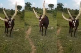 Sapi Bertanduk Tiga Hebohkan Uganda, Netizen: Hewan Itu Harus Disembah