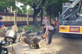 Sempat Jadi Biang Macet, Pohon Tumbang di Jalan Urip Sumoharjo Telah Dievakuasi