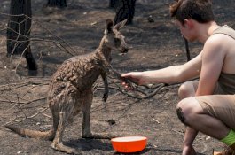 Dengan Penuh Luka Bakar, Kanguru ini Hampiri Manusia untuk Minta Bantuan