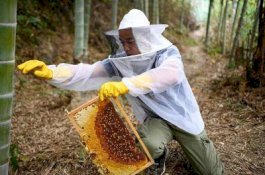 Peternak Lebah Hasilkan Hingga Rp6 Miliar Setahun Berkat Aplikasi Populer ini