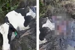 Sapi Hamil ini Ditemukan Hidup Meski Paha Belakangnya Sudah Dipotong