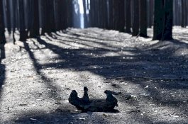 Lebih Satu Miliar Hewan Diperkirakan Mati Dalam Kebakaran Hutan Australia