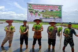 Genjot Produksi, Pemkab Wajo Gelar Gerakan Tanam Padi Serempak
