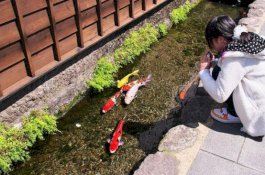 Air Selokan di Jepang Ini Jernih Banget, Ada Ikan Koi, Bak Akuarium