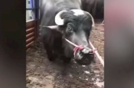 Mengharukan, Video Sapi Menangis Berlutut Minta Tak Disembelih
