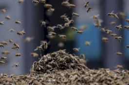 Gadis 6 Tahun Langsung Meninggal Dunia Usai Disengat Segerombolan Lebah