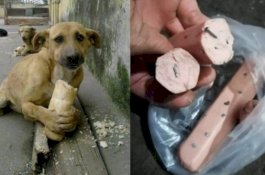 Siapa Orang Jahat Beri Makanan Campur Paku ke Anjing Ini