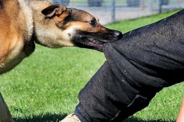 Cekcok Usai Nge-seks Sama Pacar, Wanita Telanjang Kabur Malah Digigit Anjing