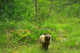 120 Kamera Buktikan Hewan Berkembang Biak di Zona Radioaktif Bekas Nuklir