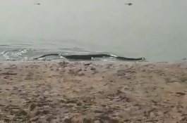 Anaconda Muncul di Pantai, Pengunjung Berlarian Sampai Lupa Handuk