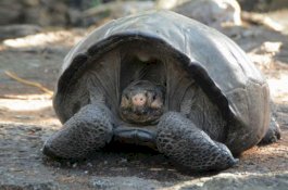 Berkat Kura-Kura 100 Tahun, Spesies Galapagos Berhasil Diselamatkan dari Kepunahan