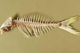 Sakit Perut Parah, Ternyata Sudah 8 Tahun Ada Tulang Ikan di Hati Perempuan Ini