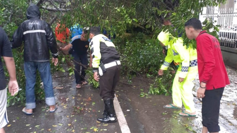 Hujan Lebat, Pohon di Jalan Ahmad Yani Wajo Tumbang