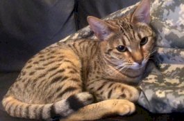 Kucing ini Sebakan Kerusakan Senilai Rp280 Juta di Rumah Pemiliknya