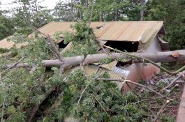 Angin Kencang, Dua Ruang Kelas SD di Bantaeng Tertimpah Pohon