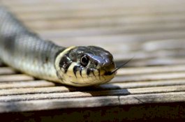 Pernah Mimpi Digigit Ular? Ini Maknanya