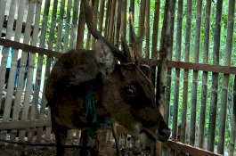 Warga Gowa Selamatkan Rusa 