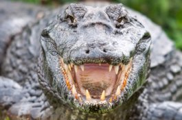 Remaja ini Lompat ke Air untuk Selamatkan Kura-kura, Tak Liat Ada Buaya di Dekatnya