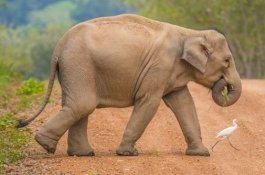 Dianggap sebagai Hama, Hampir Setiap Hari Ada Gajah Mati di Sri Lanka
