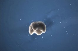 Ilmuan Ciptakan Robot Pakai Sel Katak, Tampilannya Begini