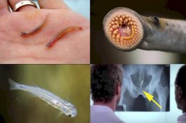 Ini Ikan Paling Berbahaya di Dunia, Bukan Hiu atau Piranha