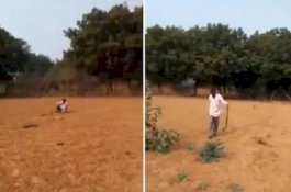Horor, Video Pria Ajak Bicara Ular Kobra Gara-Gara Mabuk Berat