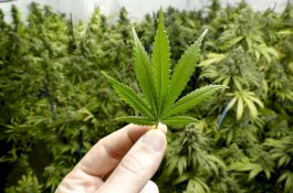 8 Orang Dilarikan ke RS Usai Makan Ganja, Korban Lainnya Merasa Gembira dan Bahagia