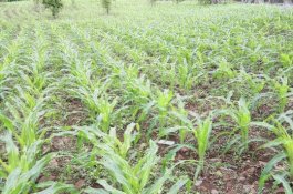 Ulat Serang Tanaman Jagung di Jeneponto, Produksi Jagung Dipastikan Menurun