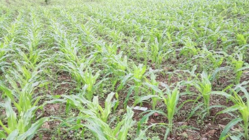 Ulat Serang Tanaman Jagung di Jeneponto, Produksi Jagung Dipastikan Menurun