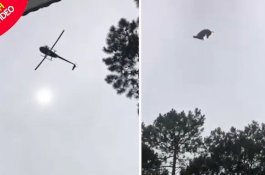 Prank Level Gila: Babi Dijatuhkan dari Helikopter, Korbannya Orang Kaya Mengamuk Kejar Pelaku