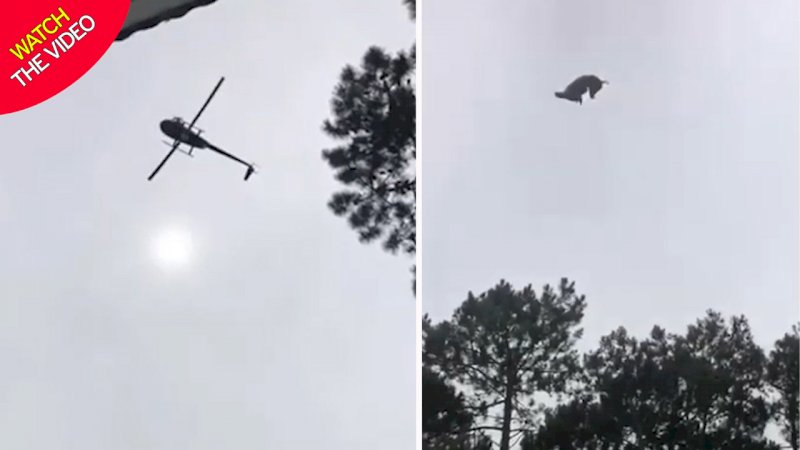 Prank Level Gila: Babi Dijatuhkan dari Helikopter, Korbannya Orang Kaya Mengamuk Kejar Pelaku