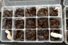 Coba Selundupkan 200 Kalajengking, Pria ini Ditangkap di Bandara