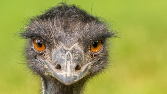 Download Burung Emu Australia Gif