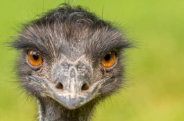 Sudah Setengah Tahun, Kota Kecil ini Dikuasai Burung Raksasa Emu