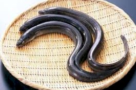 Pria Ini Telan 2 Belut Hidup Buat Atasi Sembelit, Ususnya Malah Dirobek