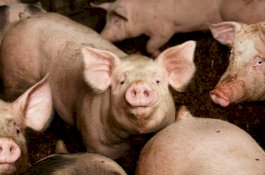 Peternak Babi Dimakan Babinya Sendiri Hingga Tinggal Tulang