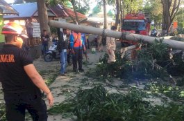 Tak Ada Angin dan Hujan, Pohon Tumbang Timpa Tiang Listrik dan Motor ASN di Wajo