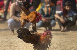 Penonton Sabung Ayam Tewas di Tangan Ayam Jago yang Mengamuk