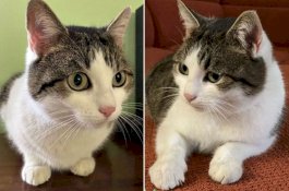 Diklaim Mistik dan Bisa Beri Wejangan Lewat Mimpi, Kucing ini Dijual Rp4,4 Miliar