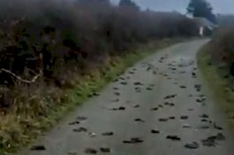 Seperti Jatuh dari Langit, Ratusan Burung Jalak Mati Misterius di Jalanan